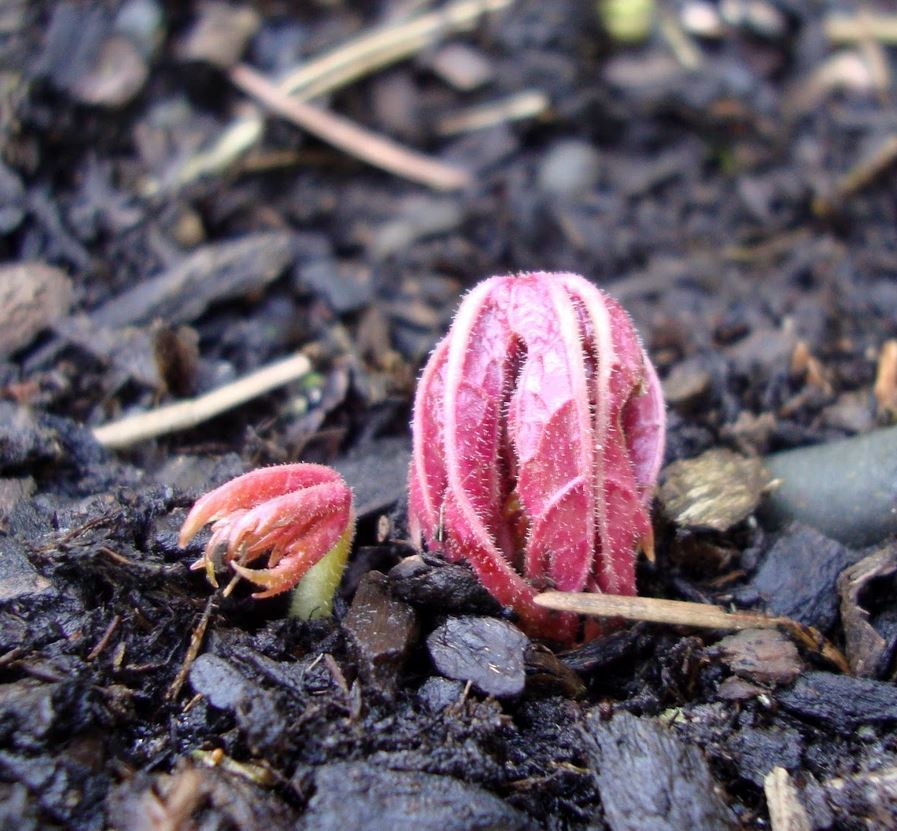 Peltoboykinia Watanabei