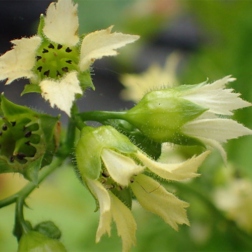 Peltoboykinia Watanabe