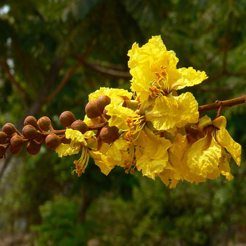 Peltophorum Ferrugineum