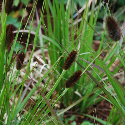 Pennisetum Thunbergii Red Buttons