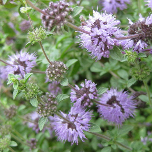 Pennyroyal