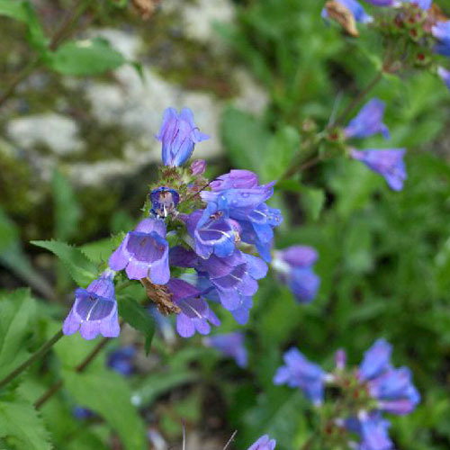 Penstemon Alpinus