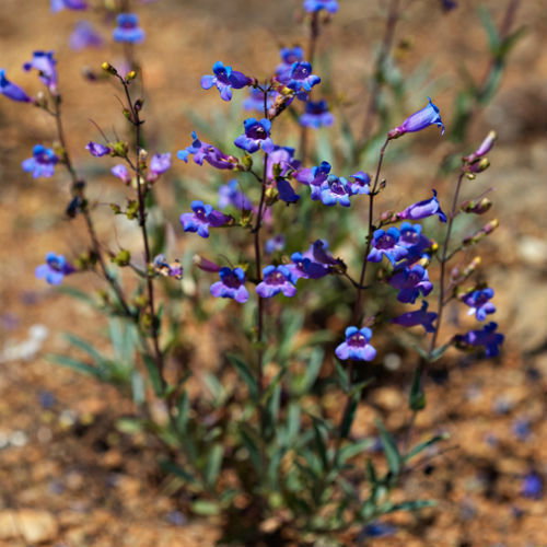 Penstemon Azureus