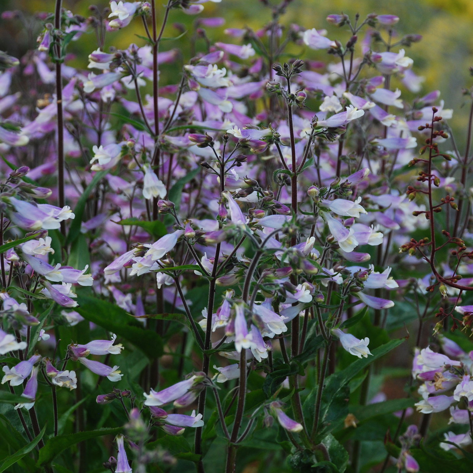 Penstemon Blue Foam