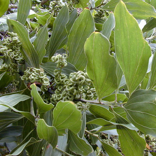 Acacia Mangium