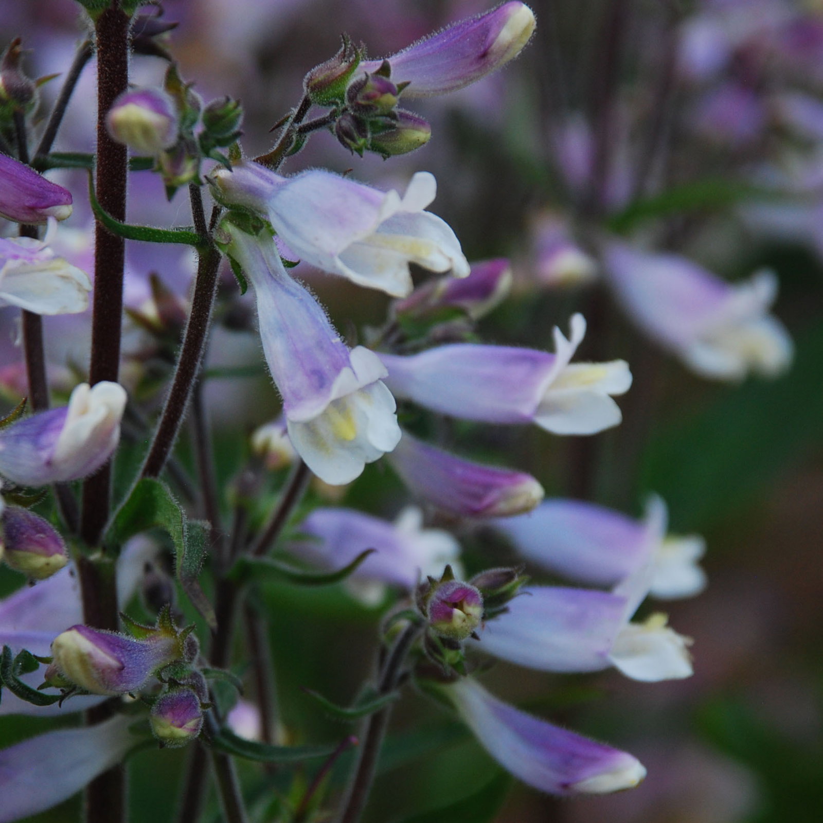 Penstemon Blue Foam