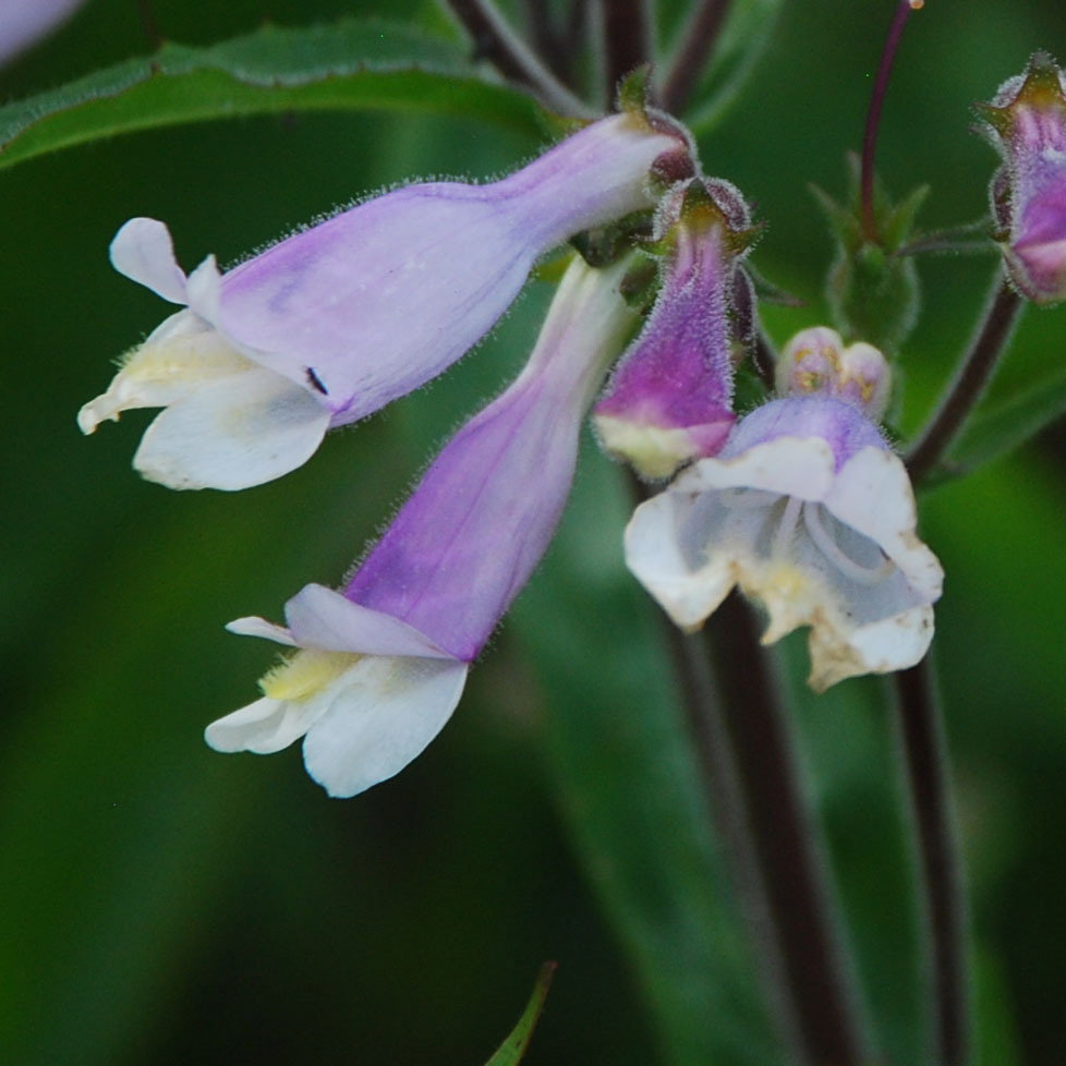 Penstemon Blue Foam
