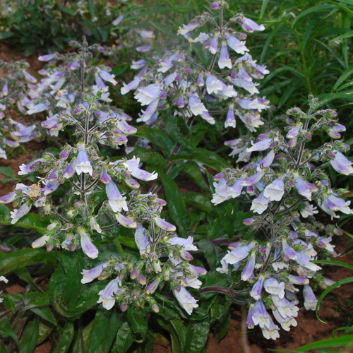 Penstemon Caespitosa