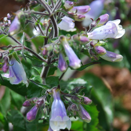 Penstemon Caespitosa