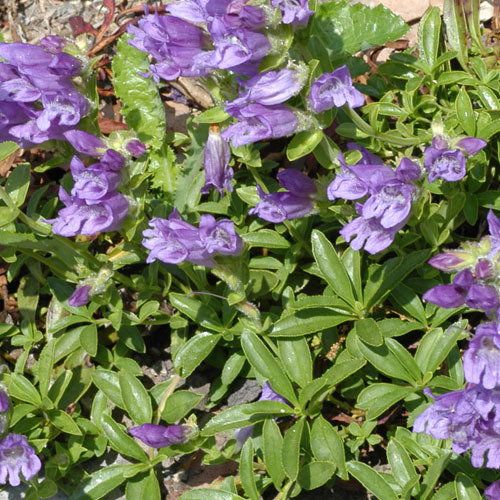 Penstemon Cardwellii