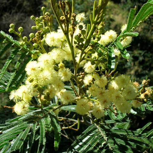 Acacia Mearnsii