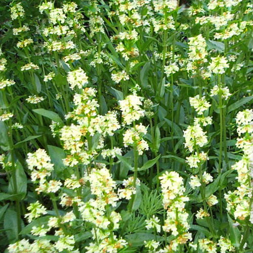 Penstemon Confertus Yellow