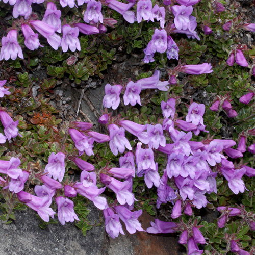 Penstemon Davidsonii