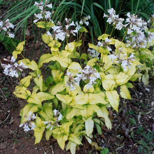 Penstemon Golden Foil