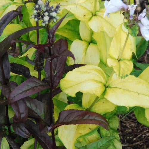 Penstemon Gold Leaf And Husk Red