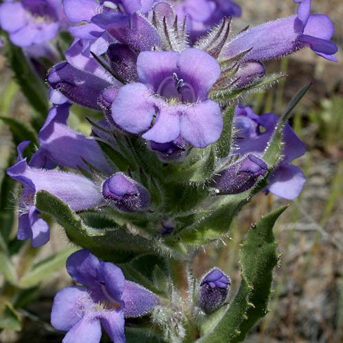 Penstemon Eriantherus