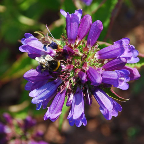 Penstemon Euglaucus