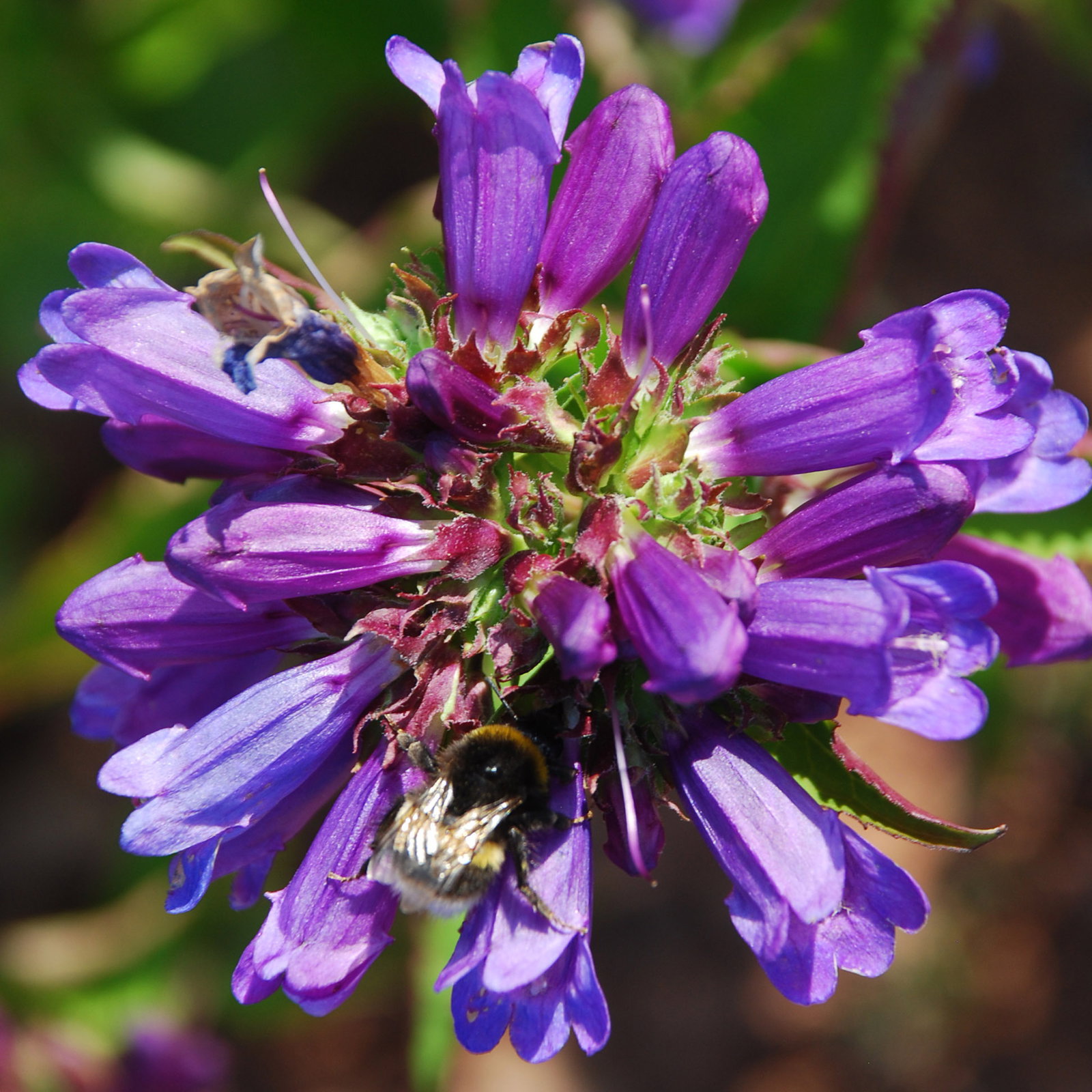 Penstemon Euglaucus