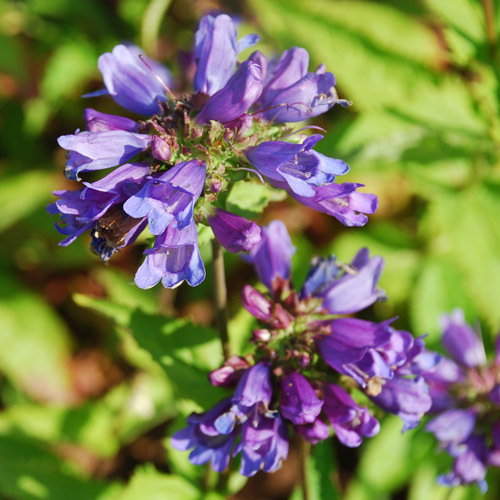 Penstemon Euglaucus