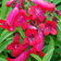 Penstemon Firebird
