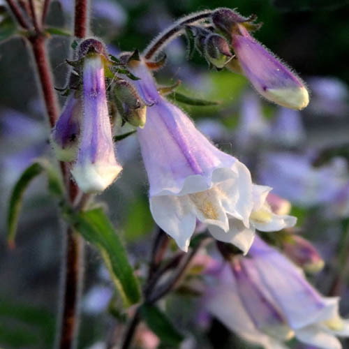 Penstemon Hirsutus1