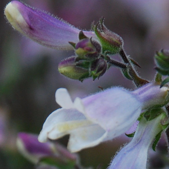 Penstemon Hirsutus Minimus1