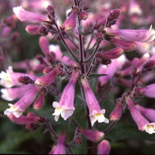 Penstemon Hirsutus Pygmaeus
