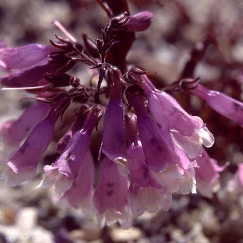 Penstemon Hirsutus Pygmaeus