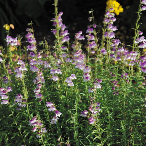 Penstemon Lilac Frost