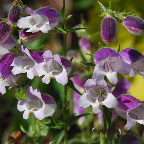 Penstemon Lilac Frost Close
