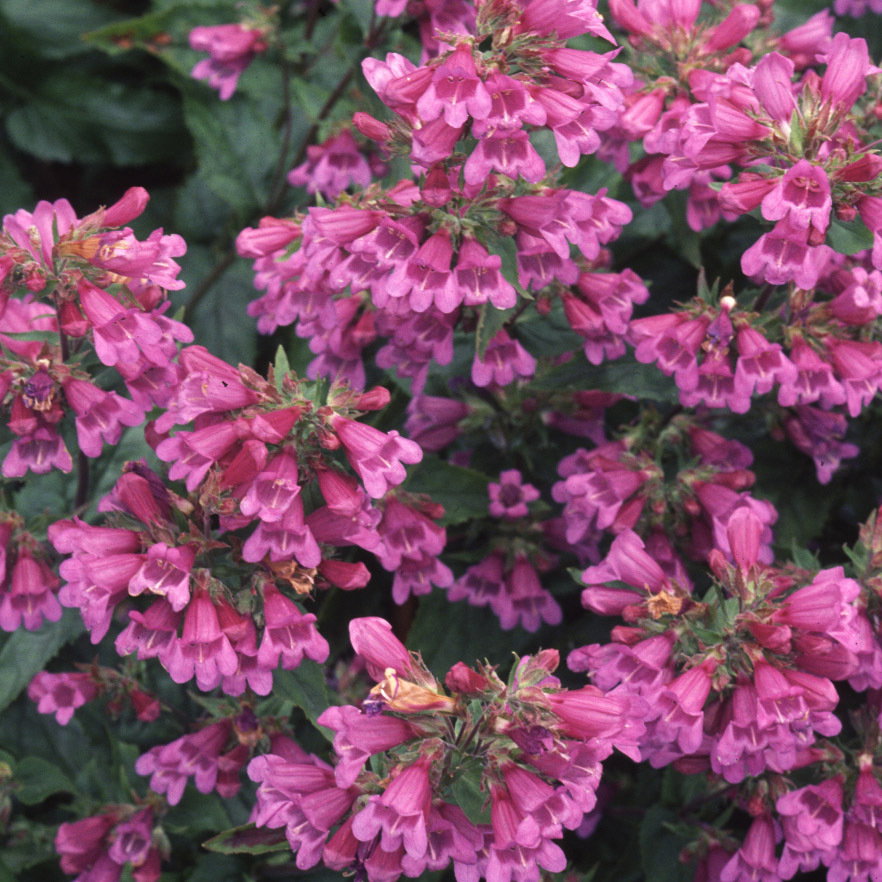 Penstemon Lyalli