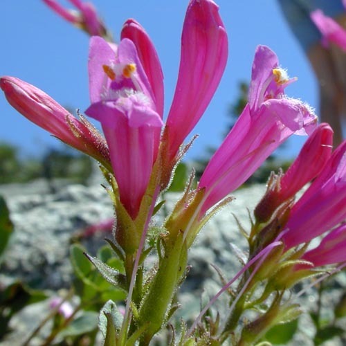 Penstemon Newberryi