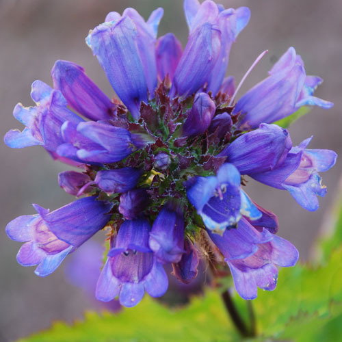 Penstemon Procerus