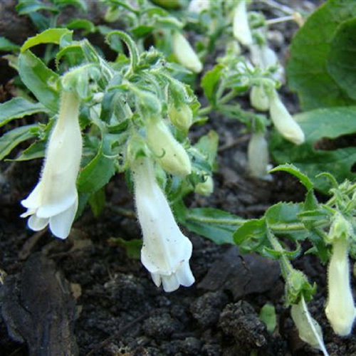 Penstemon Hirsutus Pygmaeus Alba