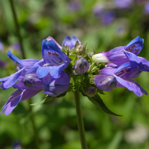 Penstemon Serrulatus
