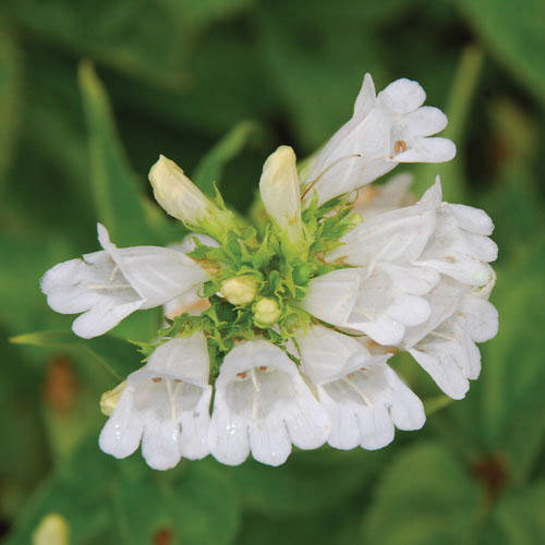 Penstemon Serrulatus Snowflake