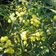 Acacia Retinodes