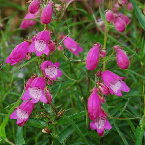 Penstemon Sunburst Ruby