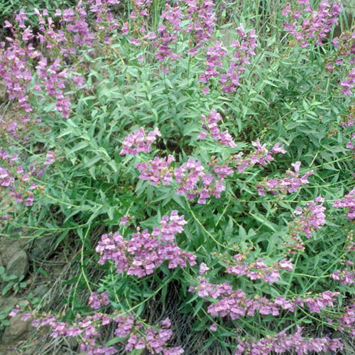 Penstemon Venustus