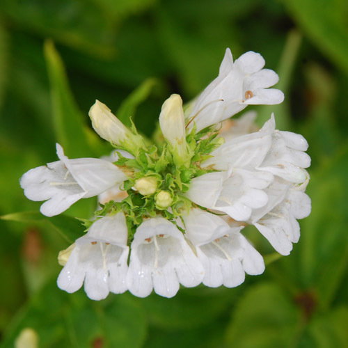 Penstemon Venustus Album