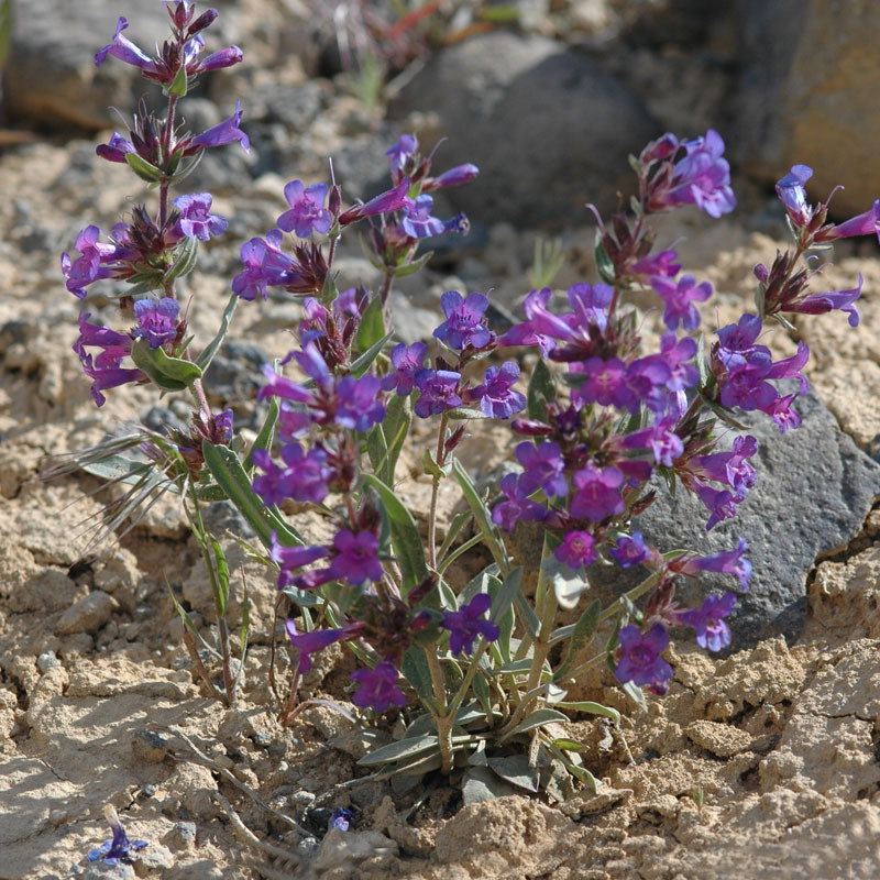 Sq Penstemon Wilcoxii