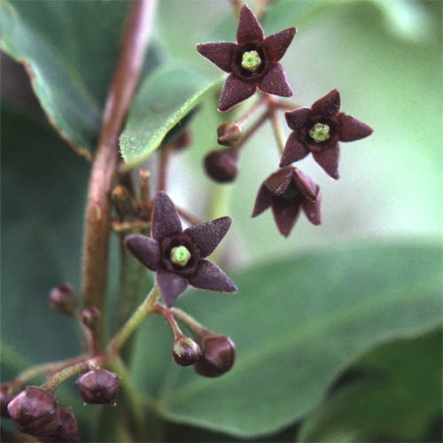 Periploca Graeca