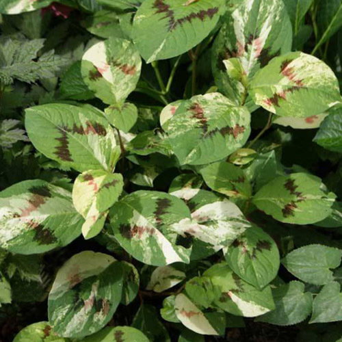 Persicaria Virginia Painters Palette