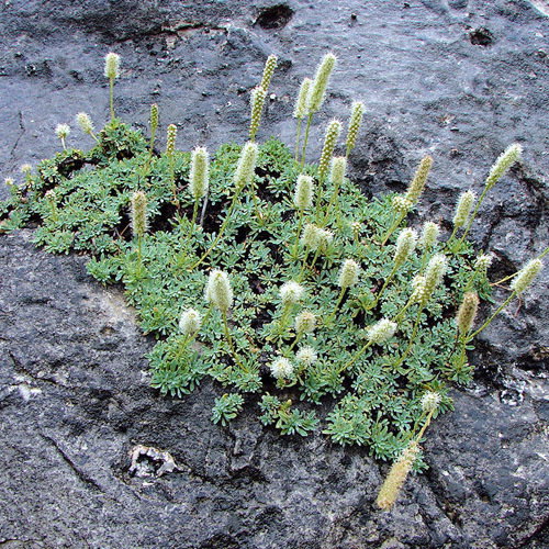 Petrophytum Caespitosa