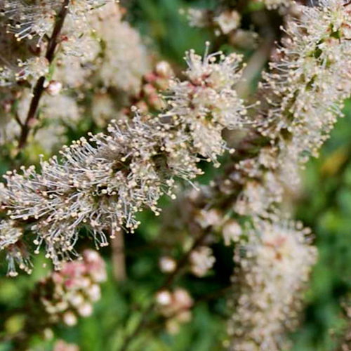 86 Petrophytum Cinerascens