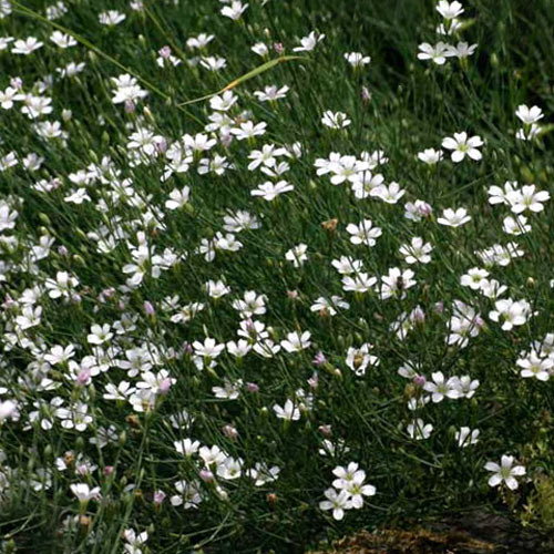 F Petrorhagia Saxifraga