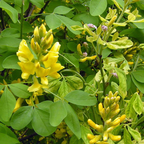 Zzpetteria Ramentacea2