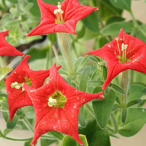 Petunia Excerta