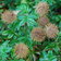 Acaena Fuzzy Heads
