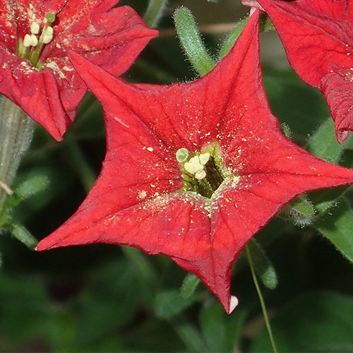 Petunia Excerta